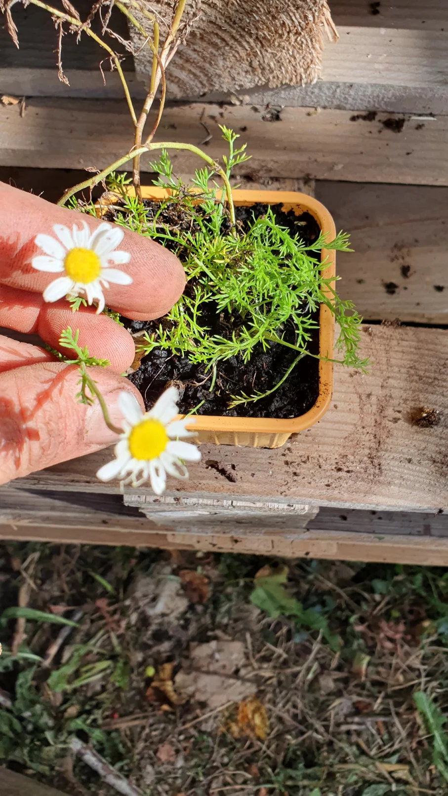 Miniature 2