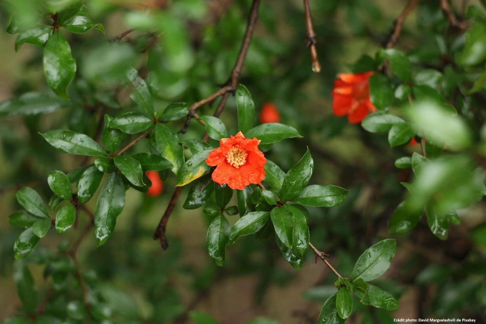 Miniature 1