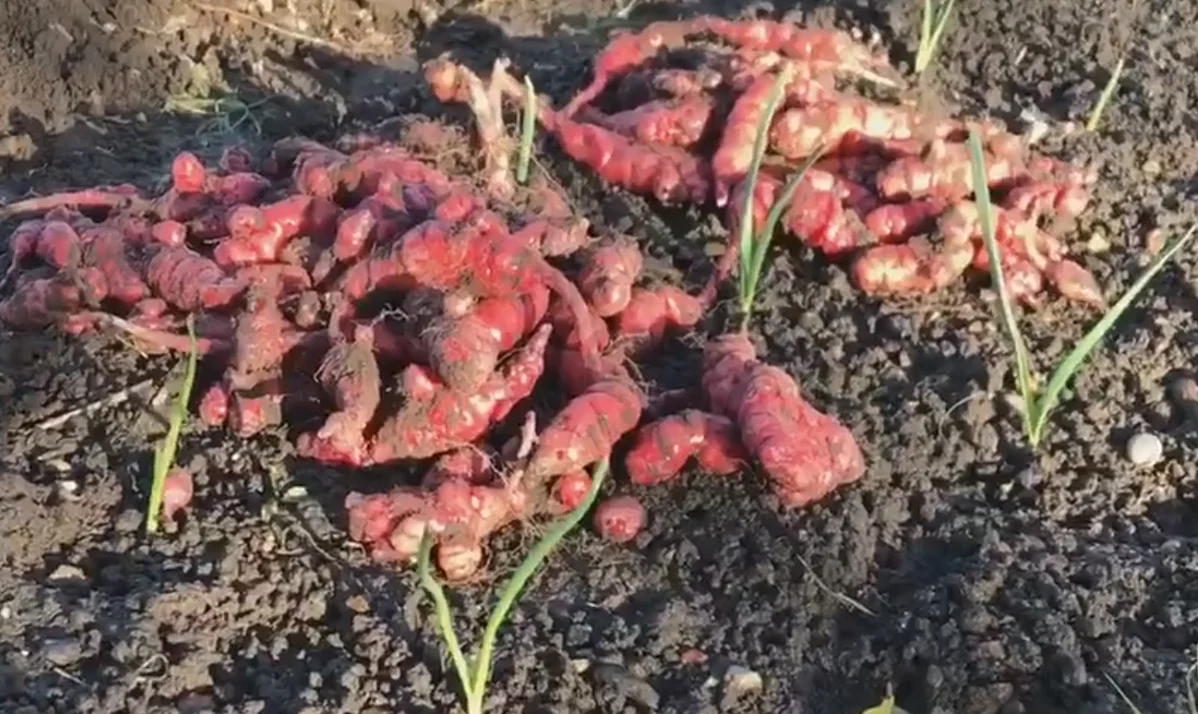 Légumes perpetuels