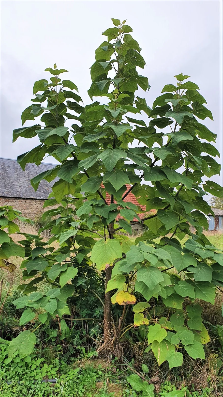 Miniature 2