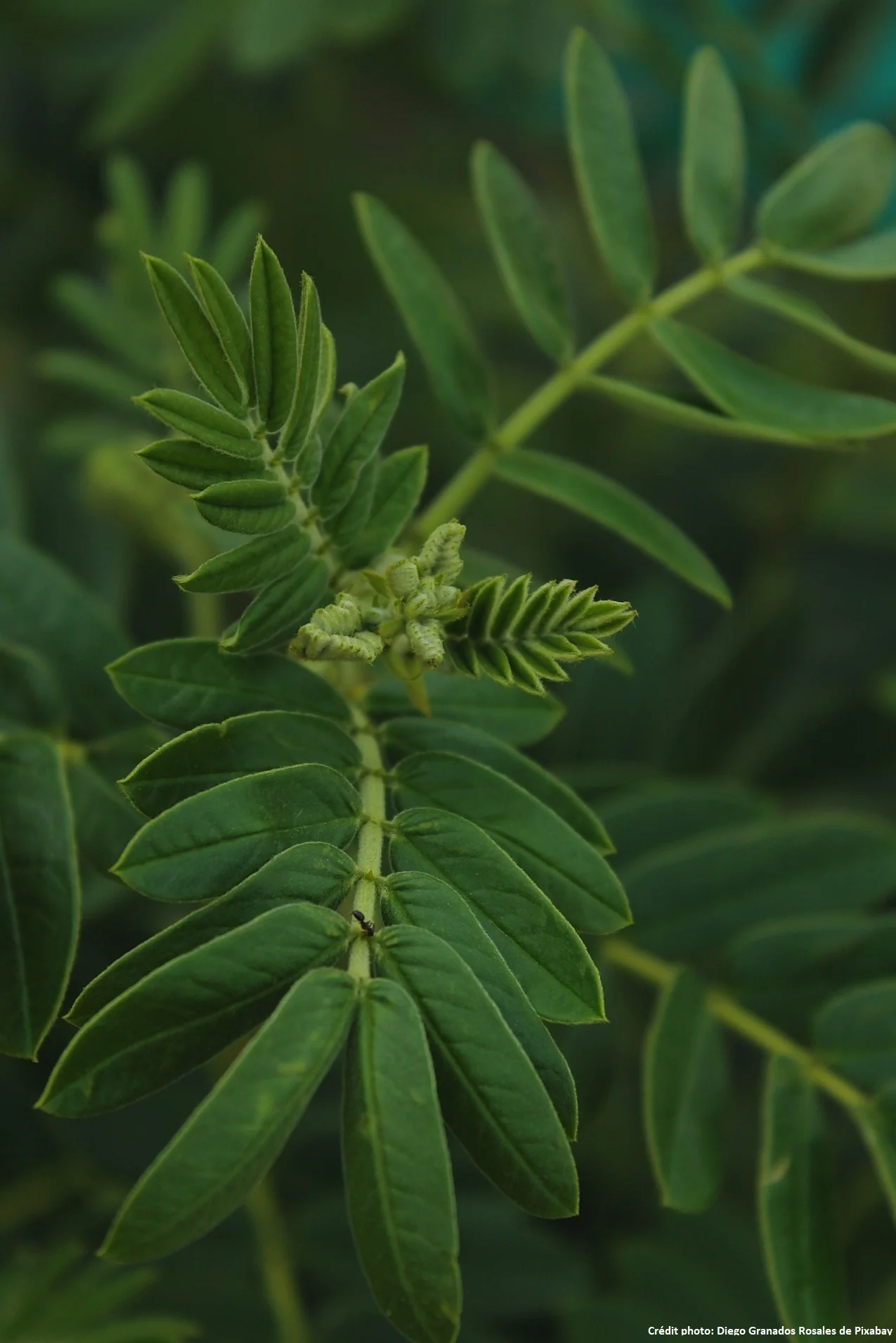 Miniature 1