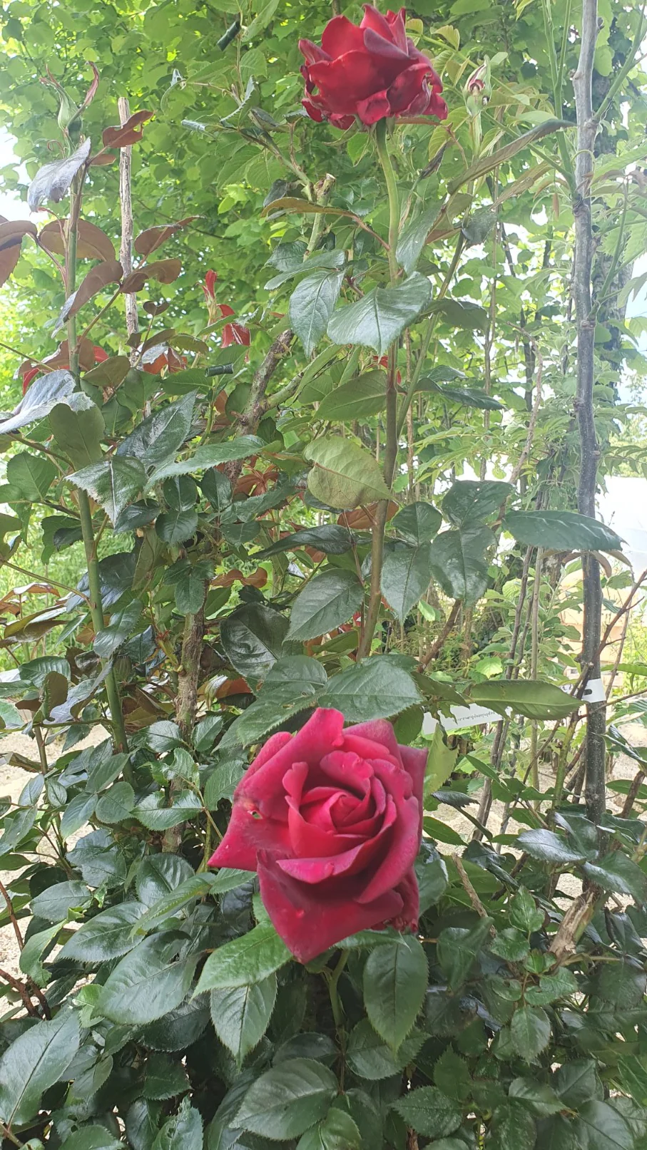 Miniature 1